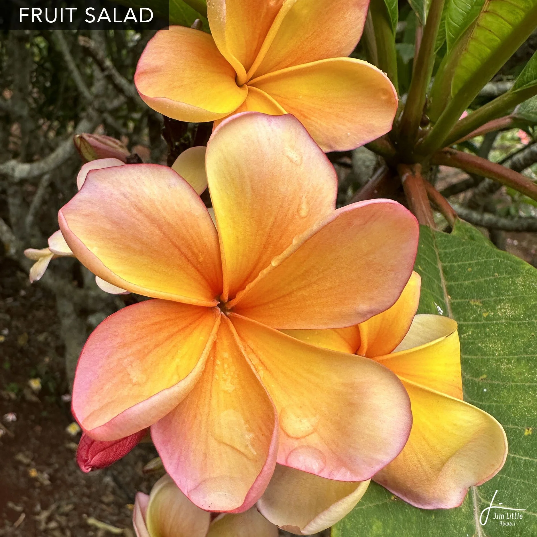 Named Cultivars — Jim Little Plumeria
